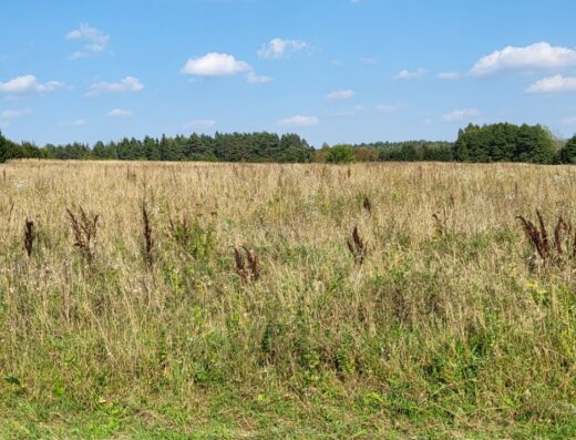 Parduodamas 2,1 ha žemės ūkio sklypas Rakonių k., Vilniaus r. Atlikti kadastriniai matavimai, asfaltuotas privažiavimas, galimybė ūkininko sodybai.