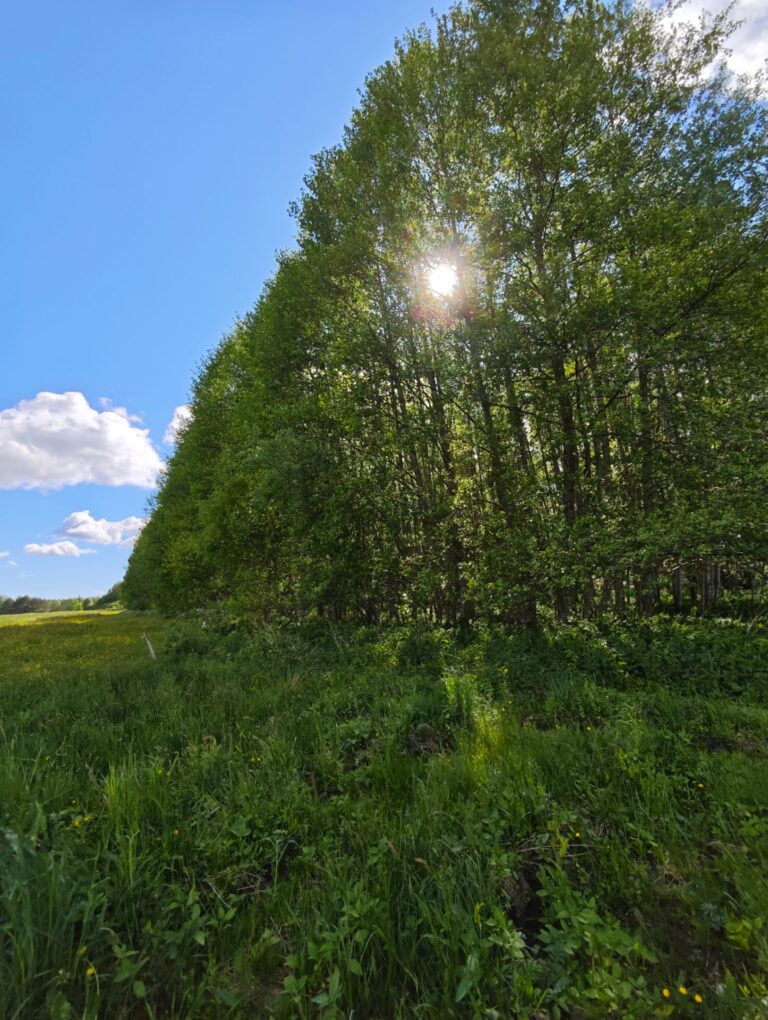 Sklypas su mišku 66a. Agluonėnai