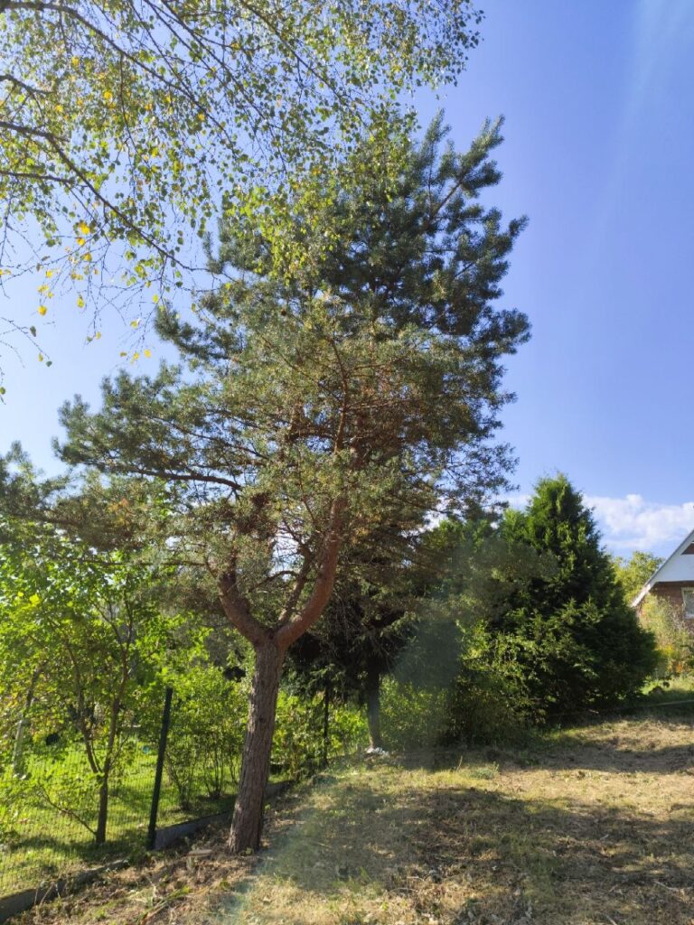 Parduodamas sklypas be statinių Akmeniškių k., SB „Rojus“.